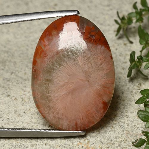 12.10ct 자연스러운 다색 산호, 타원형, 투명한