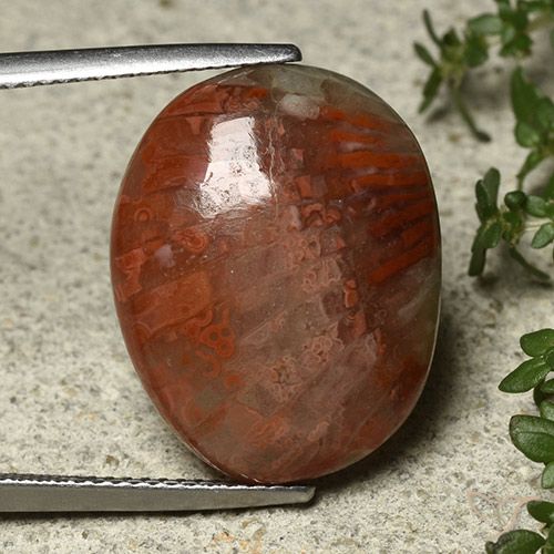 14.74ct 자연스러운 다색 산호, 타원형, 불투명체