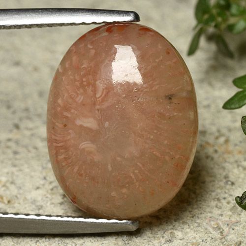 7.45ct 자연스러운 다색 산호, 타원형, 투명한