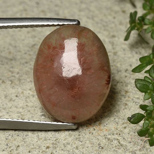 8.30ct 자연스러운 다색 산호, 타원형, 투명한
