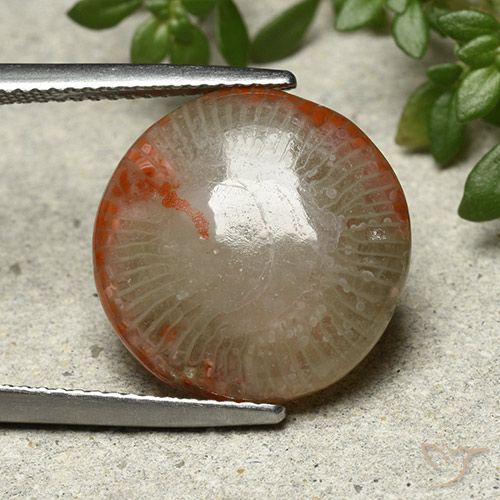 7.80ct 자연스러운 다색 산호, 둥근, 불투명체