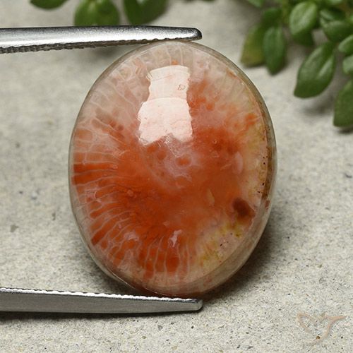 13.21ct 자연스러운 다색 산호, 타원형, 불투명체