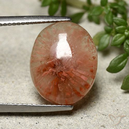 7.91ct 자연스러운 다색 산호, 타원형, 투명한