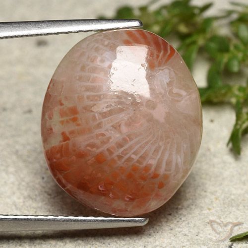 7.31ct 자연스러운 다색 산호, 타원형, 투명한