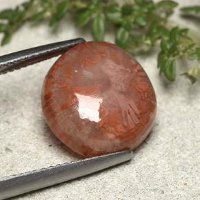 7.61캐럿 천연 멀티컬러 산호, 멋진 모양, 14.3×13.2 mm, 투명한