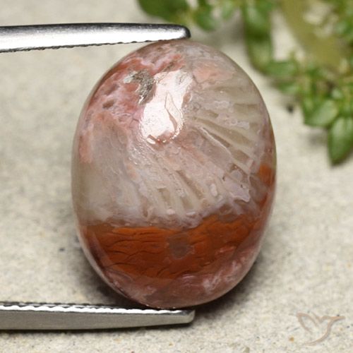 8.65ct 자연스러운 다색 산호, 타원형, 불투명체