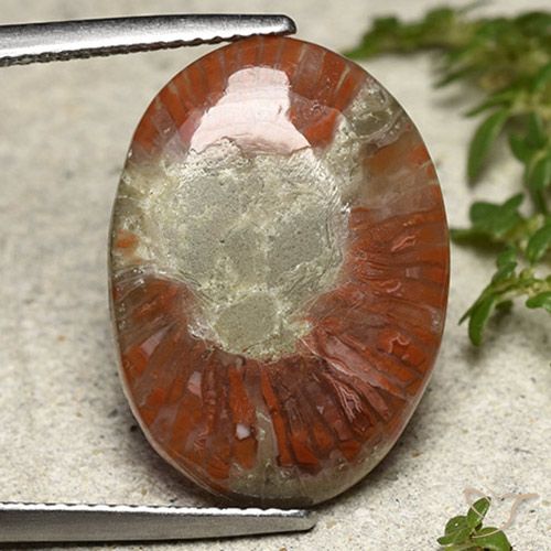8.01ct 자연스러운 다색 산호, 타원형, 투명한