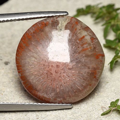14.05ct 자연스러운 다색 산호, 둥근, 투명한