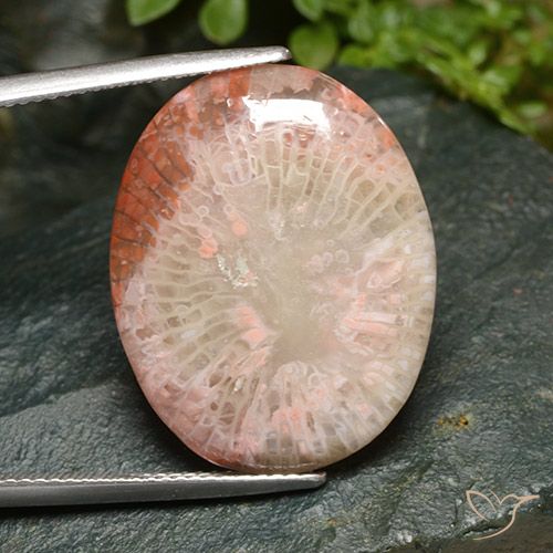 15.21ct 자연스러운 다색 산호, 타원형, 투명한