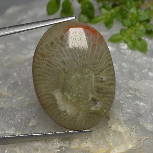 10.46ct 자연스러운 다색 산호, 타원형, 투명한