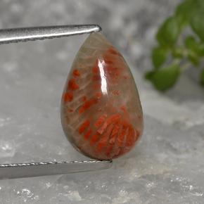 2.84캐럿 천연 멀티컬러 산호, 배 모양, 12.5×8 mm, 불투명체