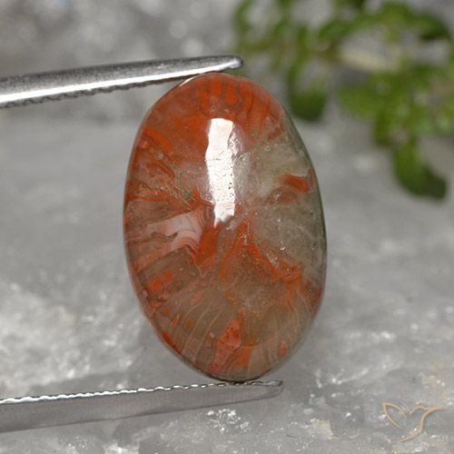 5.96ct 자연스러운 다색 산호, 타원형, 불투명체