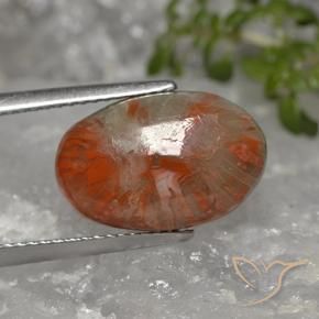 5.96캐럿 천연 다색 산호, 타원형, 불투명체