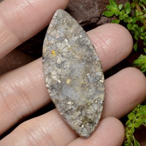 36.99캐럿 천연 다색 산호, 보석, 불투명체