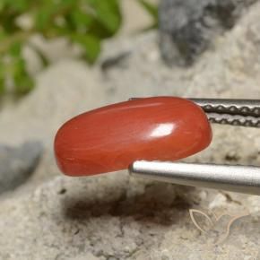 1.73캐럿 천연 파이어 오렌지 산호, 타원형 컷, 불투명체