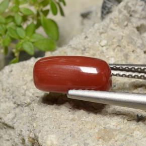 2.51캐럿 천연 파이어 레드 산호, 타원형 컷, 10.9×5.3 mm, 불투명체