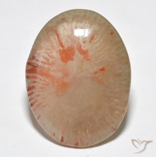 9.95ct 자연스러운 다색 산호, 타원형, 투명한