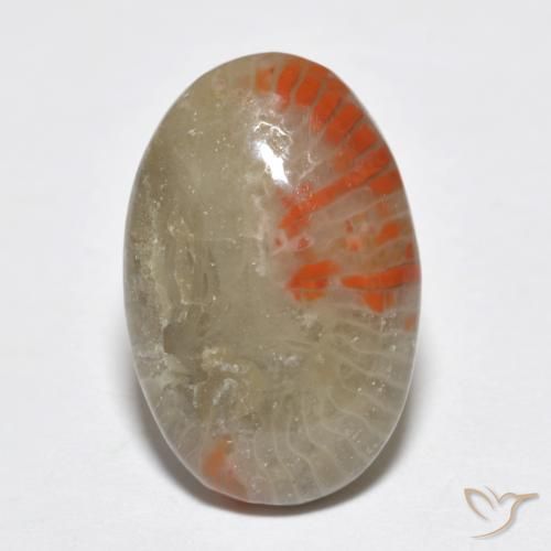 6.51ct 자연스러운 다색 산호, 타원형, 투명한