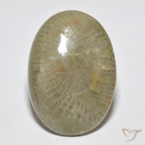 7.96ct 자연스러운 다색 산호, 타원형, 불투명체