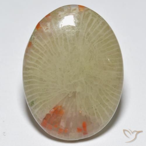 12.56ct 자연스러운 다색 산호, 타원형, 투명한