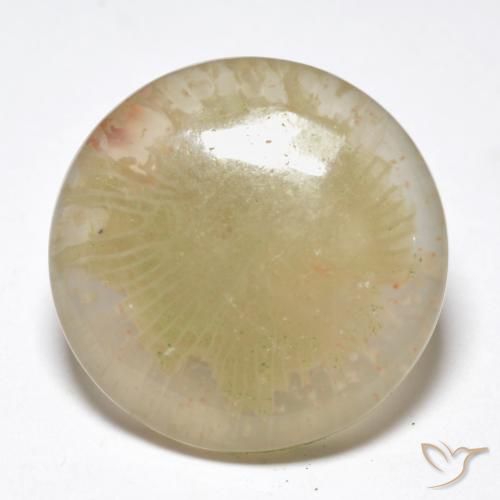 10.55ct 자연스러운 다색 산호, 둥근, 투명한