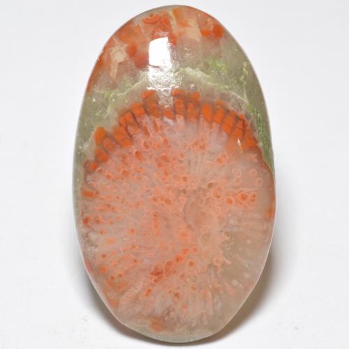 11.38캐럿 천연 멀티컬러 산호, 타원형 컷, 24.1×14.6 mm, 투명한