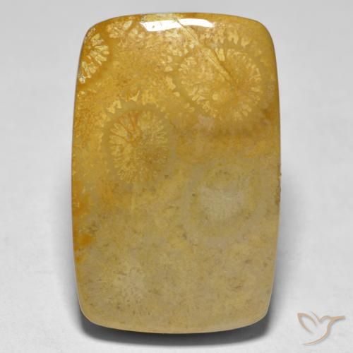 17.79ct 자연스러운 다색 산호, 방석, 불투명체