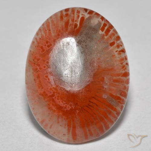 8.54캐럿 천연 멀티컬러 산호, 타원형 컷, 18.9×14.4 mm, 투명한