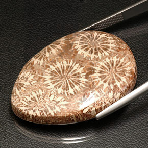 42.11캐럿 천연 멀티컬러 화석 산호, 배 모양, 34.4×25 mm, 불투명체