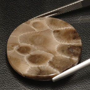 18.94캐럿 천연 멀티컬러 화석 산호, 라운드 컷, 26.04 mm, 불투명체