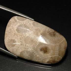 31.46캐럿 천연 멀티컬러 화석 산호, 멋진 모양, 34.3×20.9 mm, 불투명체