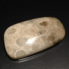 31.46캐럿 천연 멀티컬러 화석 산호, 멋진 모양, 34.3×20.9 mm, 불투명체