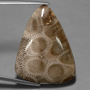 28.03캐럿 천연 멀티컬러 화석 산호, 멋진 모양, 31.5×24.4 mm, 불투명체