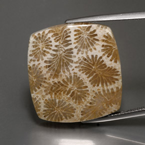 24.22캐럿 천연 다색 화석 산호, 정사각형, 불투명체