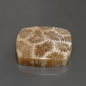 24.22캐럿 천연 다색 화석 산호, 정사각형, 불투명체