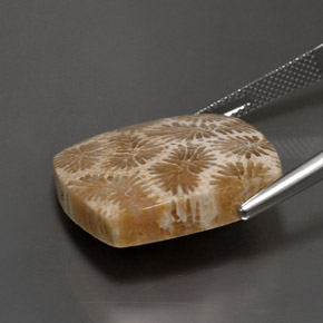 24.22캐럿 천연 다색 화석 산호, 정사각형, 불투명체