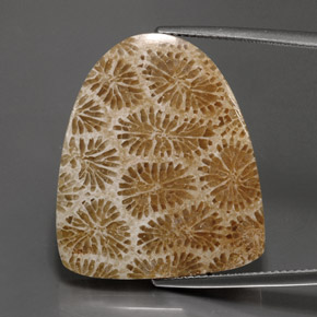 25.71캐럿 천연 다색 화석 산호, 멋진 모양, 불투명체