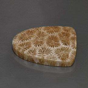 25.71캐럿 천연 다색 화석 산호, 멋진 모양, 불투명체