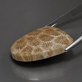 25.71캐럿 천연 다색 화석 산호, 멋진 모양, 불투명체