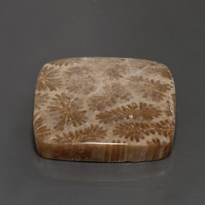 28.62캐럿 천연 다색 화석 산호, 정사각형, 불투명체