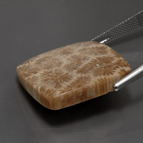 28.62캐럿 천연 다색 화석 산호, 정사각형, 불투명체