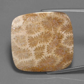 45.27캐럿 천연 멀티컬러 화석 산호, 쿠션 컷, 30.6×29.4 mm, 불투명체