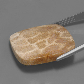 45.27캐럿 천연 멀티컬러 화석 산호, 쿠션 컷, 30.6×29.4 mm, 불투명체