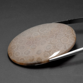 93.67캐럿 천연 멀티컬러 화석 산호, 타원형 컷, 49.2×37.7 mm, 불투명체