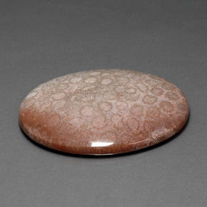 91.59캐럿 천연 다색 화석 산호, 타원형 컷, 불투명체