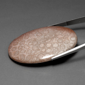 91.59캐럿 천연 다색 화석 산호, 타원형 컷, 불투명체