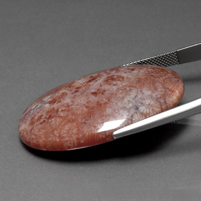 51.88캐럿 천연 다색 화석 산호, 타원형 컷, 불투명체