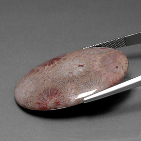 47.83캐럿 천연 다색 화석 산호, 타원형 컷, 불투명체