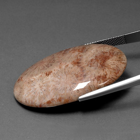 46.53캐럿 천연 다색 화석 산호, 타원형 컷, 불투명체