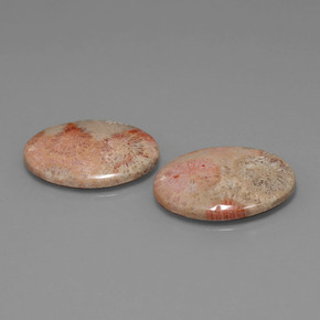 캐럿 천연 멀티컬러 화석 산호 보석, 타원형 컷, 24.2×18 mm, 불투명체